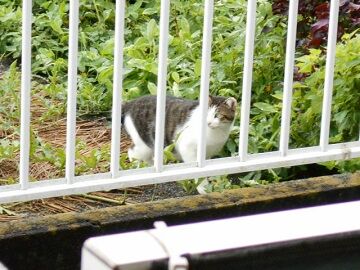 8月28日（101）仮