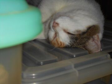 9月10日（7-3）仮