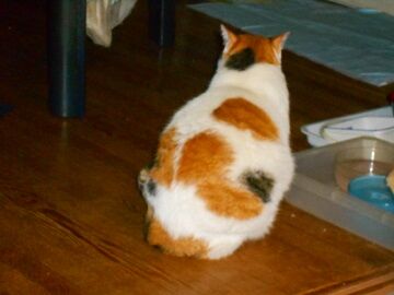 11月30日（54）仮