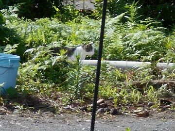 7月10日（23）仮