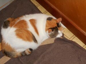 8月23日（65）仮