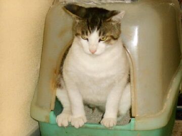 6月20日（14）仮