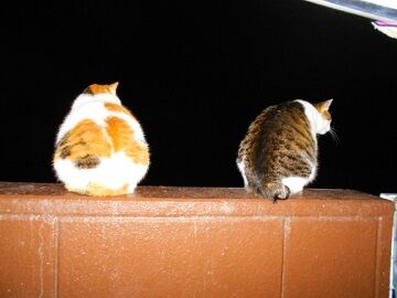 3月30日（30）仮