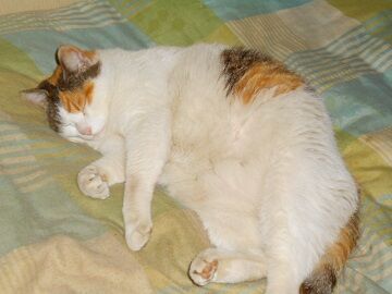 5月10日（70）仮