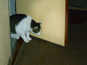 11月22日（28）仮