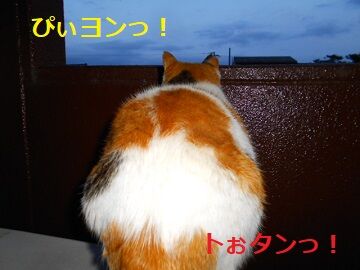 4月11日（50）仮