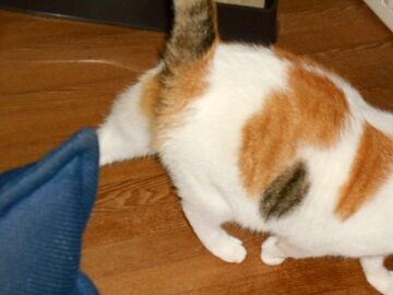 9月3日（18-16）仮