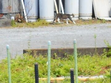 5月22日（61）仮