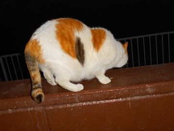 2月17日（37）仮