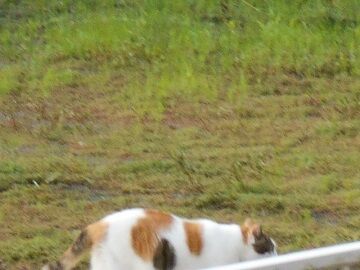 9月14日（6-9）仮