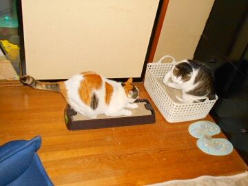 1月29日（30）仮