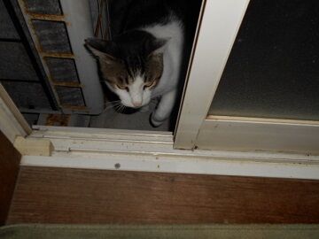 9月8日（19-5）仮