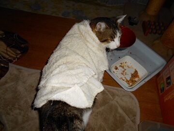 2月14日（32）仮