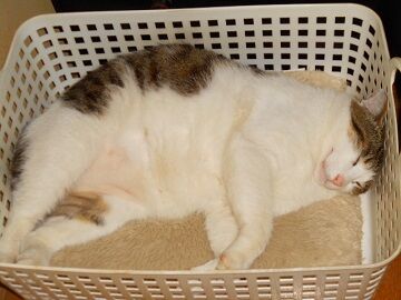 5月18日（112）仮