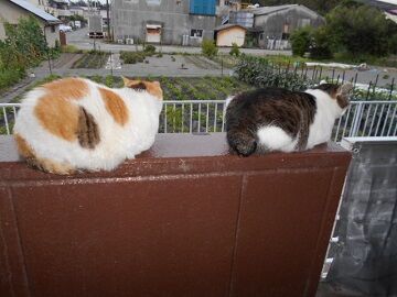 6月21日（28）仮