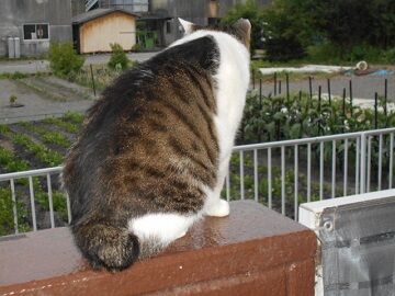 6月21日（26）仮