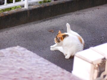 6月25日（30）仮