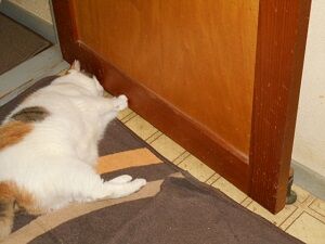 8月23日（67）仮