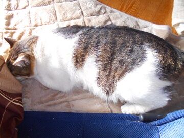 4月30日（31）仮