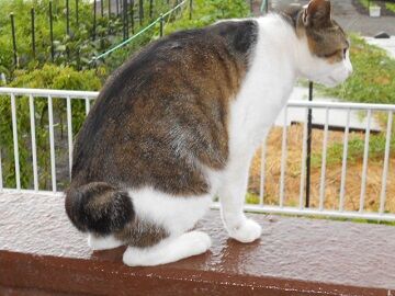 6月15日（21）仮