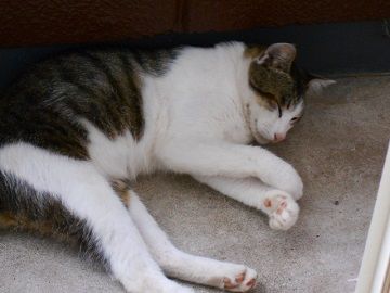 7月4日(40)
