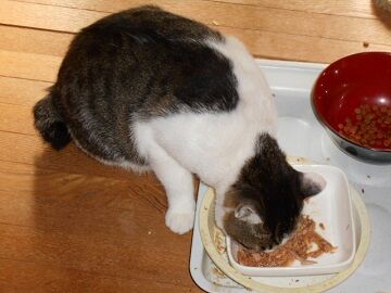 8月25日（23）仮