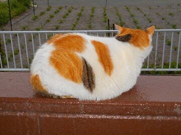 5月31日（12）仮