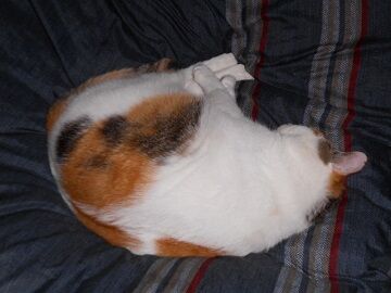 10月11日（21-2）仮