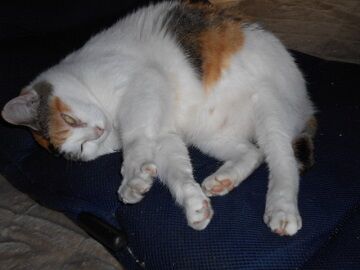 9月25日（7-2）仮