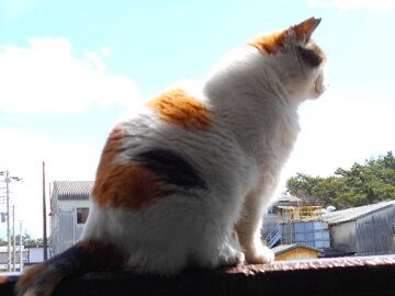 3月16日（31）仮