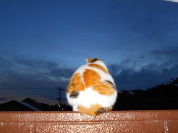 11月25日（13）仮