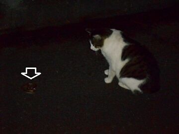 6月22日（12）仮