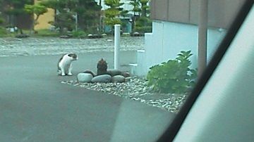 5月8日(13)仮