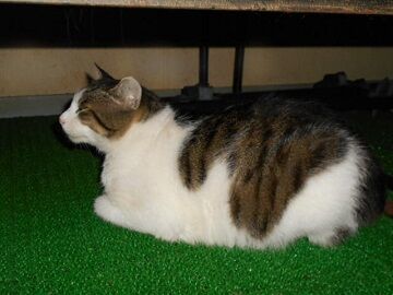 6月26日（17）仮