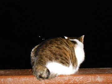 1月22日（33）仮