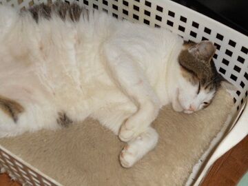 6月29日（65）仮