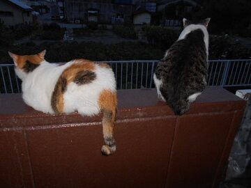 8月22日（46）仮