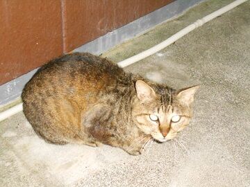 6月13日（71）仮