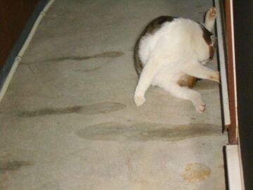 1月15日（36）仮