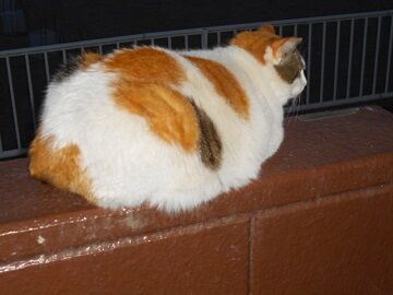 5月10日（48）仮