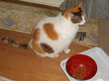 6月27日（20）仮