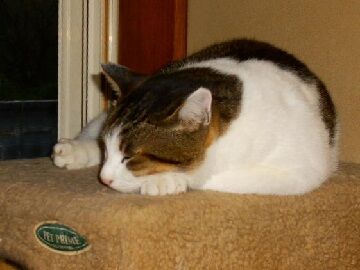 10月15日（8）仮