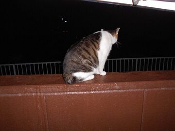 10月12日（0-10）仮