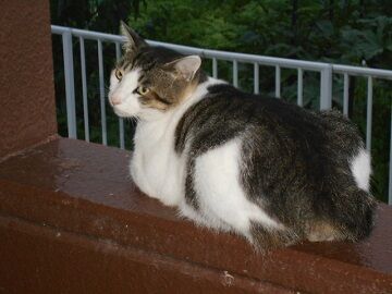 7月20日（31）仮