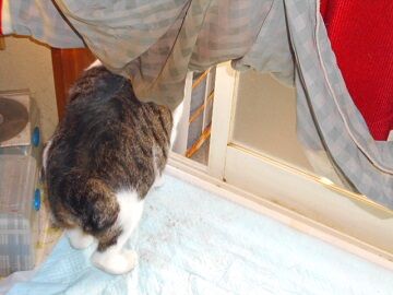 12月12日（8）仮