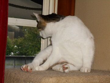 7月14日（44）仮