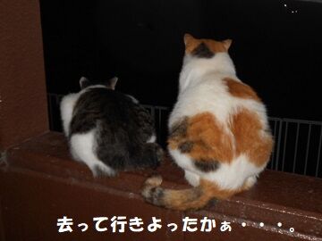 8月27日（62）仮