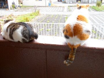 11月13日（25）仮