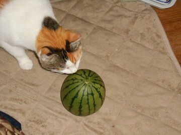 9月10日（18-8）使用