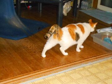 11月30日（53）仮